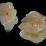 Figura 16