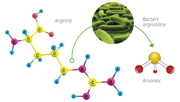 Banner_Colgate_art-02